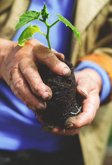 A close-up of a person holding a small young plant with vibrant green, serrated leaves and a thin stem, planted in a dark, moist clump of soil. The person's hands are weathered and slightly dirty, ind